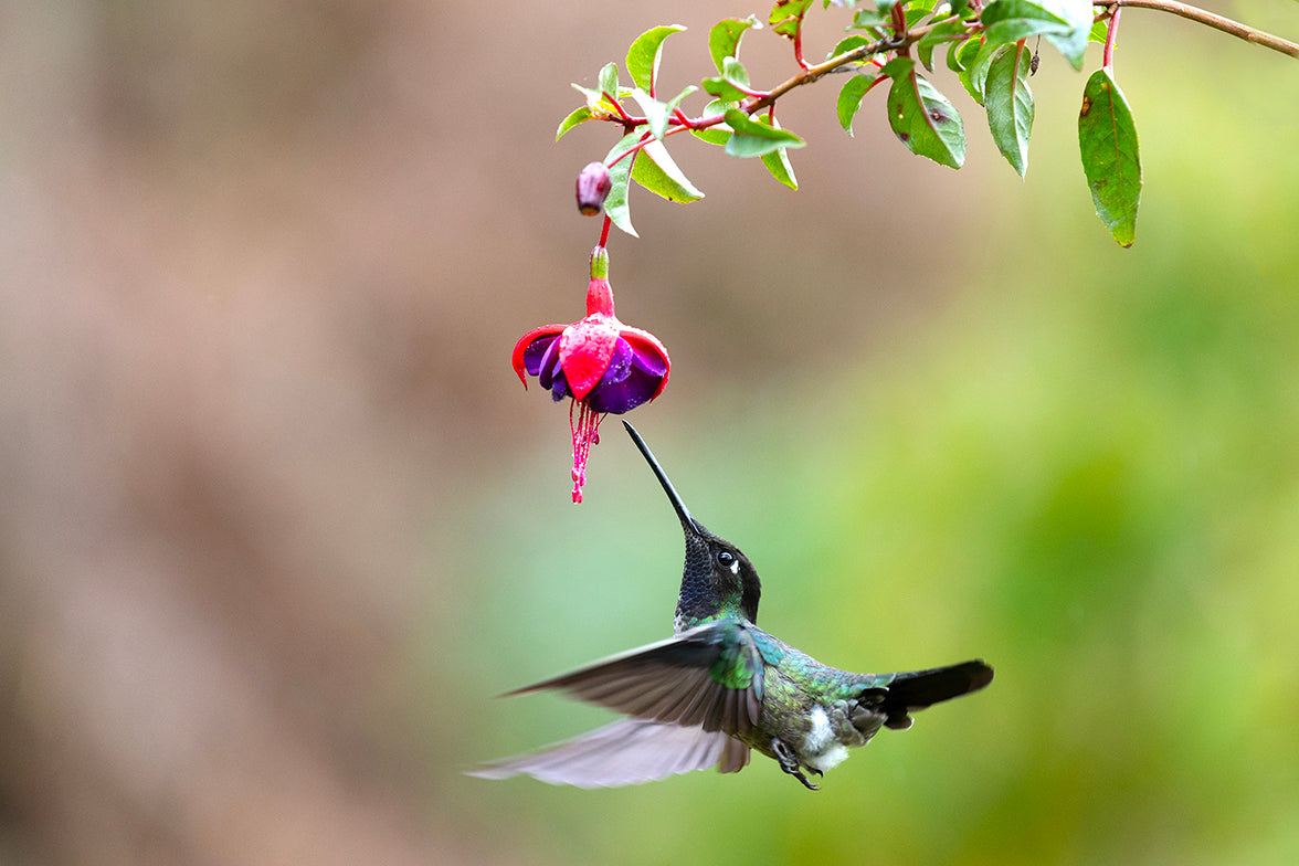 Talamanca Hummingbird