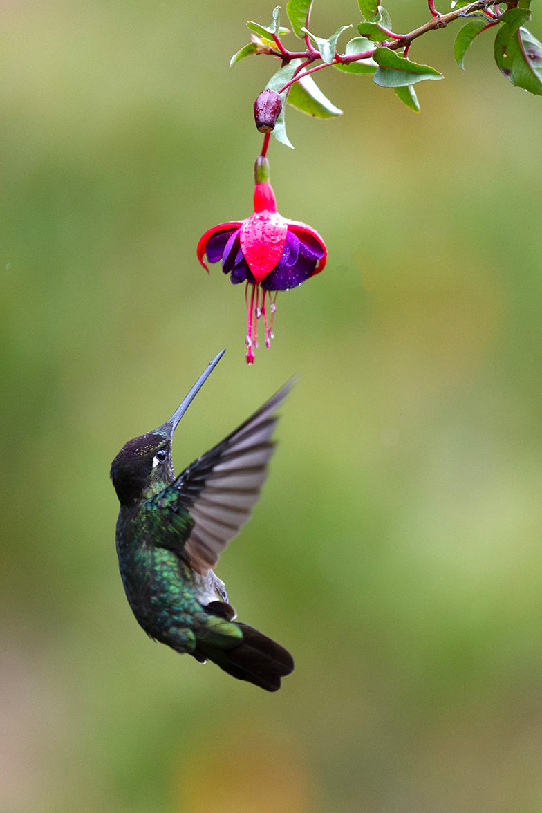 Talamanca Hummingbird II