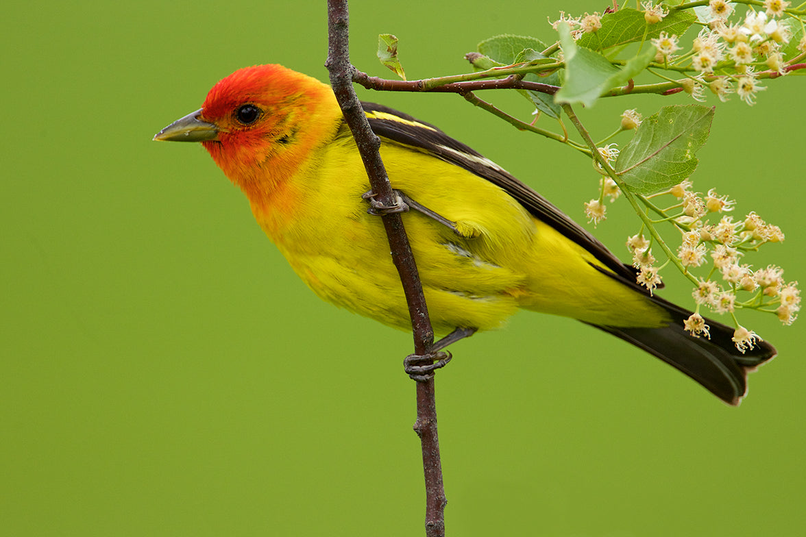 Western Tanager