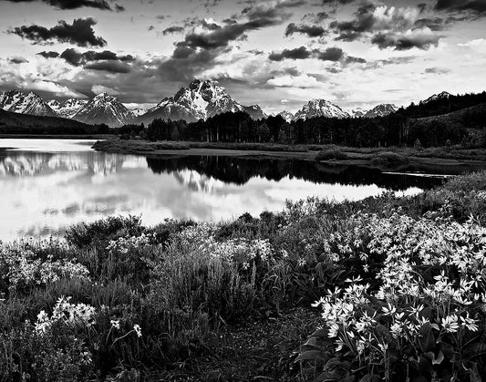 Mt Moran & Sunfluwers