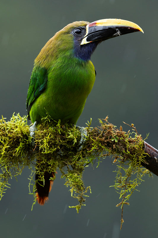 Toucanet