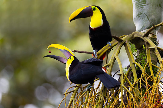 Toucans