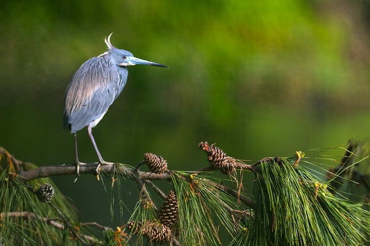 Tricolor Heron & Pinecones