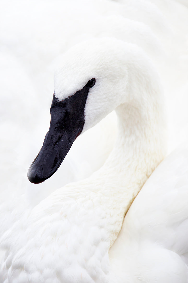 Trumpeter Swan Portrait