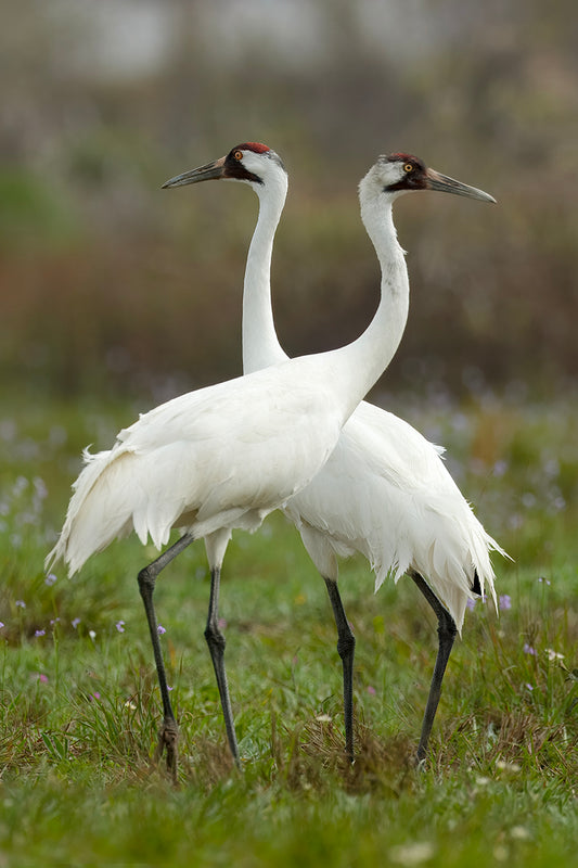 Whooping Crane Pair