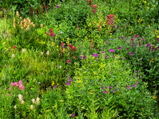 Mountain Flowers