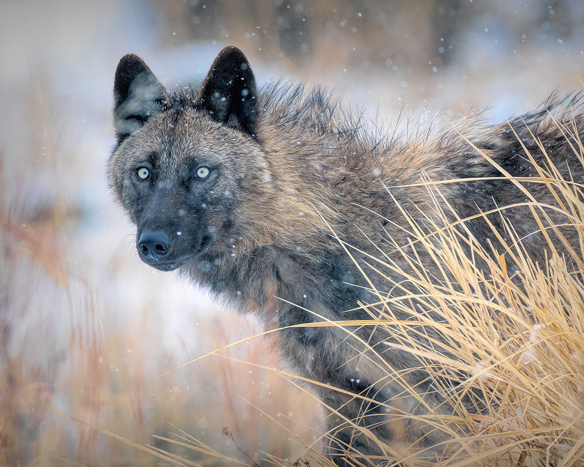 Cold Stare