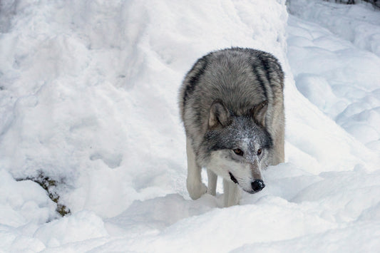 Hunting the Snow