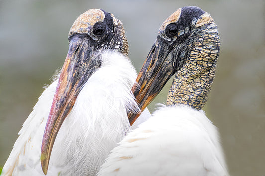 Wood Stork