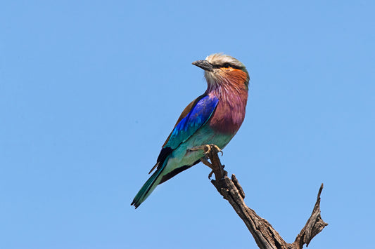 Lilac-breasted Roller II